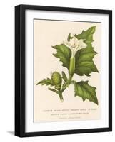 Common Thorn Apple or Thorny Apple of Peru or Devil's Apple or Jamestown / Jimson Weed-null-Framed Art Print