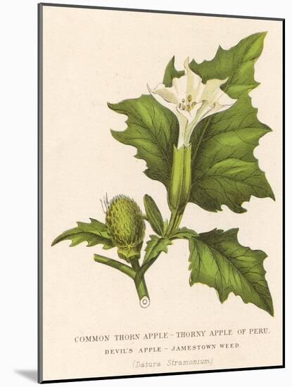 Common Thorn Apple or Thorny Apple of Peru or Devil's Apple or Jamestown / Jimson Weed-null-Mounted Art Print