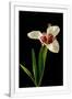 Gramercy White