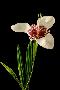 Just the Print
