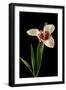 Black Frame