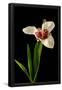 Essential Black