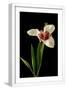 White Frame