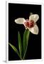 Gramercy White
