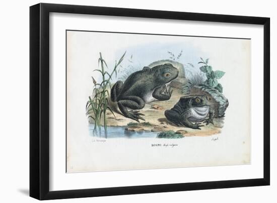 Common Toad, 1863-79-Raimundo Petraroja-Framed Giclee Print