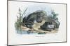 Common Toad, 1863-79-Raimundo Petraroja-Mounted Giclee Print