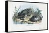 Common Toad, 1863-79-Raimundo Petraroja-Framed Stretched Canvas