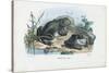 Common Toad, 1863-79-Raimundo Petraroja-Stretched Canvas