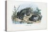 Common Toad, 1863-79-Raimundo Petraroja-Stretched Canvas