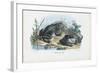 Common Toad, 1863-79-Raimundo Petraroja-Framed Giclee Print