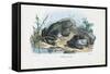Common Toad, 1863-79-Raimundo Petraroja-Framed Stretched Canvas