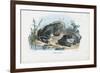 Common Toad, 1863-79-Raimundo Petraroja-Framed Giclee Print