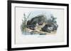 Common Toad, 1863-79-Raimundo Petraroja-Framed Giclee Print