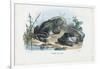 Common Toad, 1863-79-Raimundo Petraroja-Framed Giclee Print