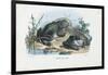 Common Toad, 1863-79-Raimundo Petraroja-Framed Giclee Print