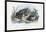 Common Toad, 1863-79-Raimundo Petraroja-Framed Giclee Print