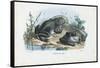 Common Toad, 1863-79-Raimundo Petraroja-Framed Stretched Canvas