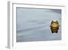 Common Toad (Bufo bufo) adult, head emerging from water, Italy, march-Fabio Pupin-Framed Photographic Print