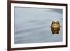 Common Toad (Bufo bufo) adult, head emerging from water, Italy, march-Fabio Pupin-Framed Photographic Print