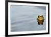 Common Toad (Bufo bufo) adult, head emerging from water, Italy, march-Fabio Pupin-Framed Photographic Print