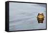 Common Toad (Bufo bufo) adult, head emerging from water, Italy, march-Fabio Pupin-Framed Stretched Canvas