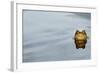 Common Toad (Bufo bufo) adult, head emerging from water, Italy, march-Fabio Pupin-Framed Photographic Print