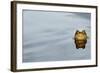 Common Toad (Bufo bufo) adult, head emerging from water, Italy, march-Fabio Pupin-Framed Photographic Print