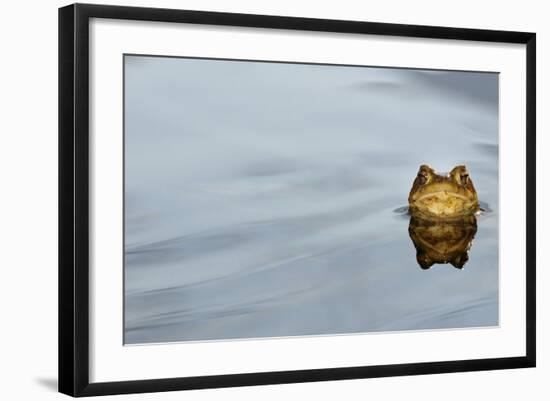 Common Toad (Bufo bufo) adult, head emerging from water, Italy, march-Fabio Pupin-Framed Photographic Print