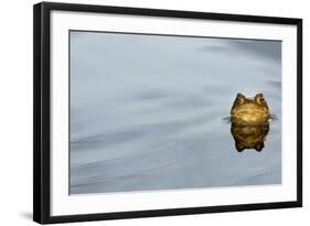 Common Toad (Bufo bufo) adult, head emerging from water, Italy, march-Fabio Pupin-Framed Photographic Print