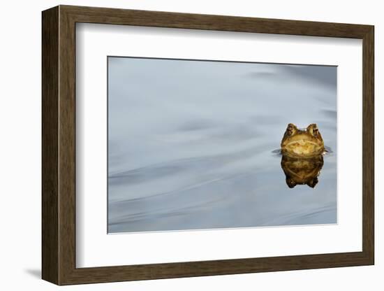 Common Toad (Bufo bufo) adult, head emerging from water, Italy, march-Fabio Pupin-Framed Photographic Print