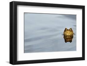 Common Toad (Bufo bufo) adult, head emerging from water, Italy, march-Fabio Pupin-Framed Photographic Print