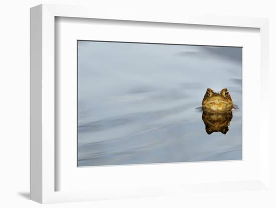 Common Toad (Bufo bufo) adult, head emerging from water, Italy, march-Fabio Pupin-Framed Photographic Print