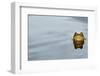 Common Toad (Bufo bufo) adult, head emerging from water, Italy, march-Fabio Pupin-Framed Photographic Print