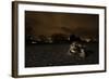 Common Toad (Bufo Bufo) and Common Frog (Rana Temporaria) in Amplexus in Urban Park-Sam Hobson-Framed Photographic Print