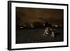 Common Toad (Bufo Bufo) and Common Frog (Rana Temporaria) in Amplexus in Urban Park-Sam Hobson-Framed Photographic Print