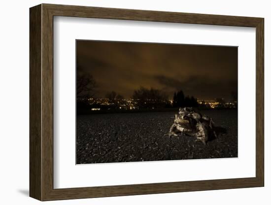 Common Toad (Bufo Bufo) and Common Frog (Rana Temporaria) in Amplexus in Urban Park-Sam Hobson-Framed Photographic Print