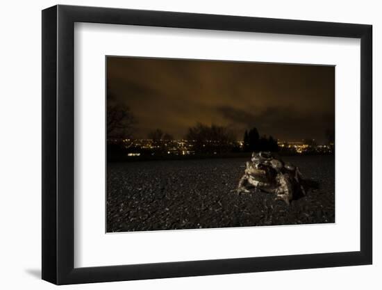 Common Toad (Bufo Bufo) and Common Frog (Rana Temporaria) in Amplexus in Urban Park-Sam Hobson-Framed Photographic Print