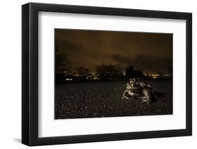 Common Toad (Bufo Bufo) and Common Frog (Rana Temporaria) in Amplexus in Urban Park-Sam Hobson-Framed Photographic Print