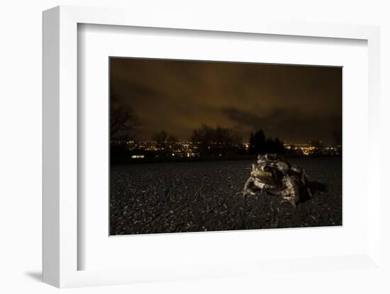 Common Toad (Bufo Bufo) and Common Frog (Rana Temporaria) in Amplexus in Urban Park-Sam Hobson-Framed Photographic Print