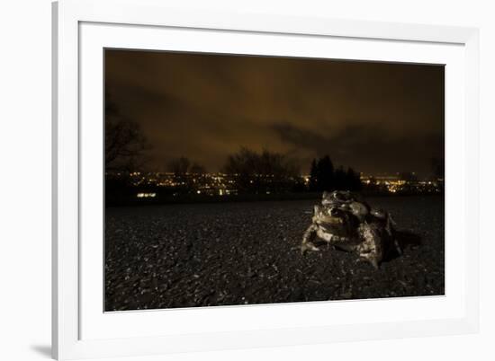 Common Toad (Bufo Bufo) and Common Frog (Rana Temporaria) in Amplexus in Urban Park-Sam Hobson-Framed Photographic Print