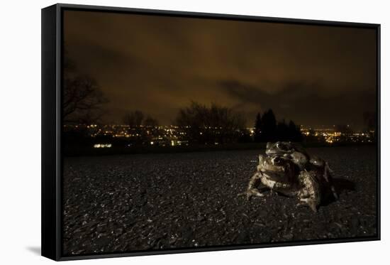 Common Toad (Bufo Bufo) and Common Frog (Rana Temporaria) in Amplexus in Urban Park-Sam Hobson-Framed Stretched Canvas