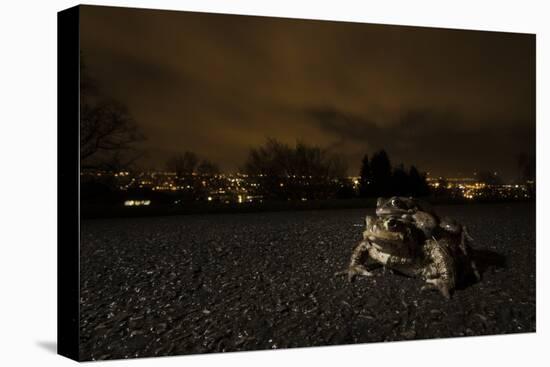 Common Toad (Bufo Bufo) and Common Frog (Rana Temporaria) in Amplexus in Urban Park-Sam Hobson-Stretched Canvas