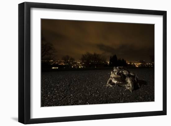 Common Toad (Bufo Bufo) and Common Frog (Rana Temporaria) in Amplexus in Urban Park-Sam Hobson-Framed Photographic Print