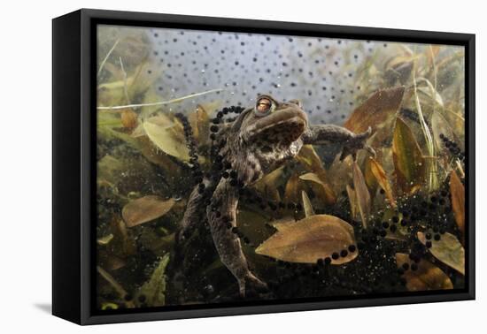 Common Toad (Bufo Bufo) in a Pond, with Toad Spawn and Frogspawn, Coldharbour, Surrey, UK-Linda Pitkin-Framed Stretched Canvas