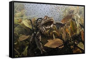 Common Toad (Bufo Bufo) in a Pond, with Toad Spawn and Frogspawn, Coldharbour, Surrey, UK-Linda Pitkin-Framed Stretched Canvas