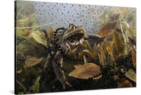 Common Toad (Bufo Bufo) in a Pond, with Toad Spawn and Frogspawn, Coldharbour, Surrey, UK-Linda Pitkin-Stretched Canvas