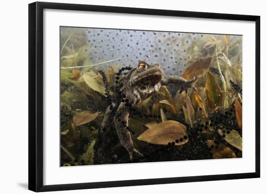 Common Toad (Bufo Bufo) in a Pond, with Toad Spawn and Frogspawn, Coldharbour, Surrey, UK-Linda Pitkin-Framed Photographic Print