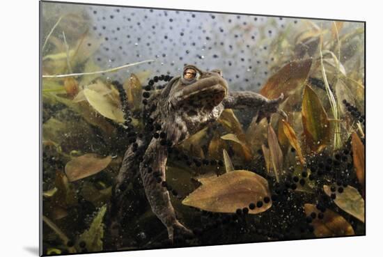 Common Toad (Bufo Bufo) in a Pond, with Toad Spawn and Frogspawn, Coldharbour, Surrey, UK-Linda Pitkin-Mounted Photographic Print