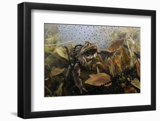 Common Toad (Bufo Bufo) in a Pond, with Toad Spawn and Frogspawn, Coldharbour, Surrey, UK-Linda Pitkin-Framed Photographic Print