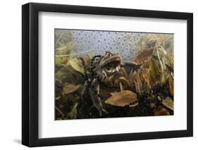 Common Toad (Bufo Bufo) in a Pond, with Toad Spawn and Frogspawn, Coldharbour, Surrey, UK-Linda Pitkin-Framed Photographic Print